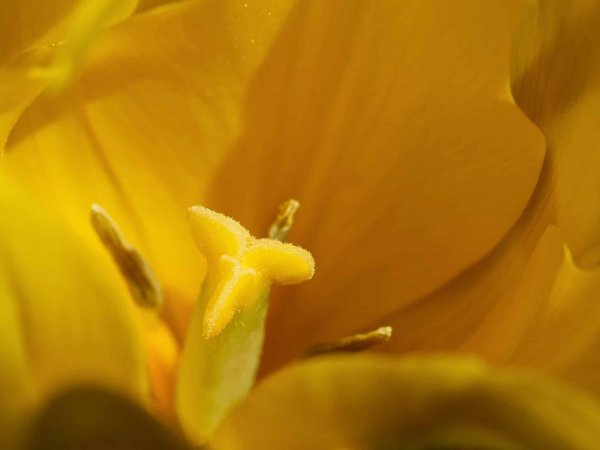 Comment s'immerger dans la culture des Samis en Laponie ?