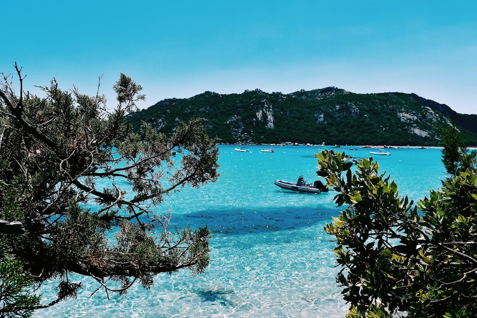 green trees on blue sea under blue sky during daytime